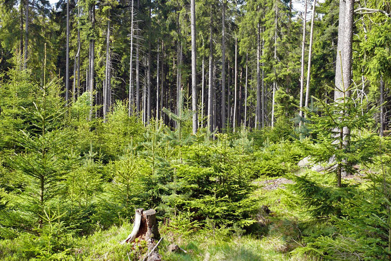 Charakteristika lesního závodu Kladská